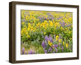 USA, Washington State. Arrowleaf balsamroot and lupine-Terry Eggers-Framed Photographic Print