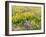 USA, Washington State. Arrowleaf balsamroot and lupine-Terry Eggers-Framed Photographic Print