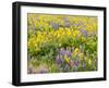 USA, Washington State. Arrowleaf balsamroot and lupine-Terry Eggers-Framed Photographic Print