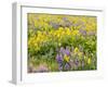 USA, Washington State. Arrowleaf balsamroot and lupine-Terry Eggers-Framed Photographic Print