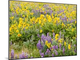 USA, Washington State. Arrowleaf balsamroot and lupine-Terry Eggers-Mounted Photographic Print