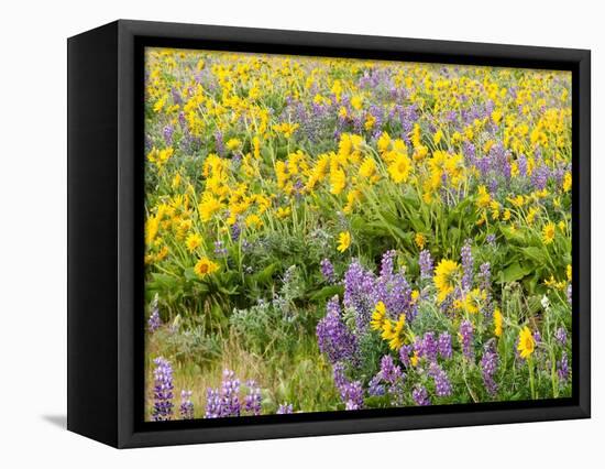 USA, Washington State. Arrowleaf balsamroot and lupine-Terry Eggers-Framed Stretched Canvas