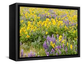 USA, Washington State. Arrowleaf balsamroot and lupine-Terry Eggers-Framed Stretched Canvas