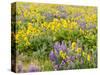USA, Washington State. Arrowleaf balsamroot and lupine-Terry Eggers-Stretched Canvas