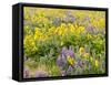 USA, Washington State. Arrowleaf balsamroot and lupine-Terry Eggers-Framed Stretched Canvas