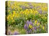 USA, Washington State. Arrowleaf balsamroot and lupine-Terry Eggers-Stretched Canvas