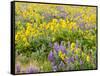 USA, Washington State. Arrowleaf balsamroot and lupine-Terry Eggers-Framed Stretched Canvas