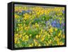 USA, Washington State. Arrowleaf balsamroot and lupine-Terry Eggers-Framed Stretched Canvas