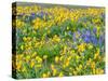 USA, Washington State. Arrowleaf balsamroot and lupine-Terry Eggers-Stretched Canvas