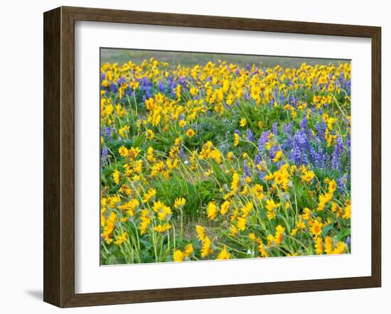 USA, Washington State. Arrowleaf balsamroot and lupine-Terry Eggers-Framed Photographic Print