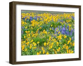 USA, Washington State. Arrowleaf balsamroot and lupine-Terry Eggers-Framed Photographic Print