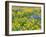 USA, Washington State. Arrowleaf balsamroot and lupine-Terry Eggers-Framed Photographic Print