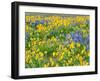 USA, Washington State. Arrowleaf balsamroot and lupine-Terry Eggers-Framed Photographic Print