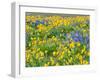 USA, Washington State. Arrowleaf balsamroot and lupine-Terry Eggers-Framed Photographic Print