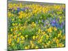 USA, Washington State. Arrowleaf balsamroot and lupine-Terry Eggers-Mounted Photographic Print