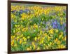 USA, Washington State. Arrowleaf balsamroot and lupine-Terry Eggers-Framed Photographic Print