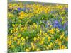 USA, Washington State. Arrowleaf balsamroot and lupine-Terry Eggers-Mounted Photographic Print