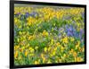 USA, Washington State. Arrowleaf balsamroot and lupine-Terry Eggers-Framed Photographic Print