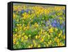 USA, Washington State. Arrowleaf balsamroot and lupine-Terry Eggers-Framed Stretched Canvas