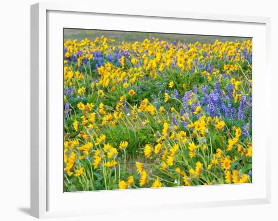 USA, Washington State. Arrowleaf balsamroot and lupine-Terry Eggers-Framed Photographic Print