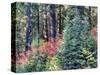 USA, Washington State. Autumn color with yellow, red and green.-Terry Eggers-Stretched Canvas