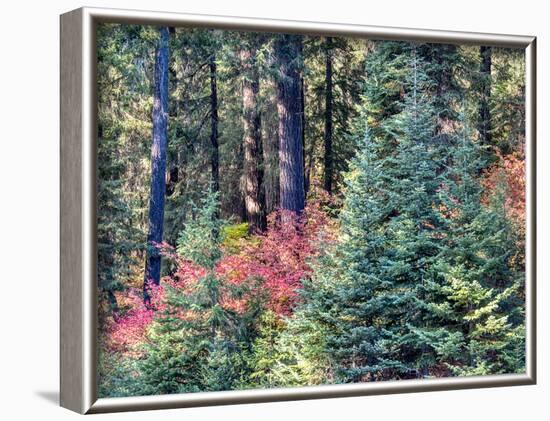 USA, Washington State. Autumn color with yellow, red and green.-Terry Eggers-Framed Photographic Print