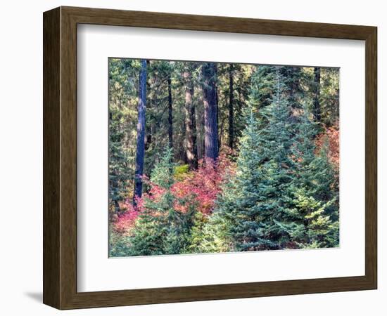 USA, Washington State. Autumn color with yellow, red and green.-Terry Eggers-Framed Photographic Print