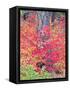 USA, Washington State. Autumn color with yellow, red and green.-Terry Eggers-Framed Stretched Canvas