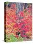 USA, Washington State. Autumn color with yellow, red and green.-Terry Eggers-Stretched Canvas