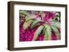 USA, Washington State. Autumn patterns. Fern with red Japanese Maple leaves-Trish Drury-Framed Photographic Print