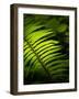 Usa, Washington State, Bainbridge Island. Backlit Western sword fern frond glowing in sunlight-Merrill Images-Framed Photographic Print