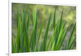 USA, Washington State, Bainbridge Island. Cattails on pond in spring.-Jaynes Gallery-Framed Photographic Print