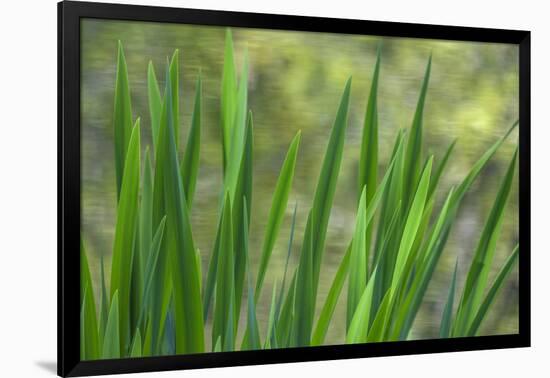 USA, Washington State, Bainbridge Island. Cattails on pond in spring.-Jaynes Gallery-Framed Photographic Print