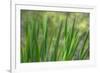 USA, Washington State, Bainbridge Island. Cattails on pond in spring.-Jaynes Gallery-Framed Premium Photographic Print