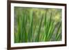 USA, Washington State, Bainbridge Island. Cattails on pond in spring.-Jaynes Gallery-Framed Premium Photographic Print