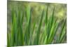 USA, Washington State, Bainbridge Island. Cattails on pond in spring.-Jaynes Gallery-Mounted Premium Photographic Print