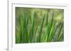 USA, Washington State, Bainbridge Island. Cattails on pond in spring.-Jaynes Gallery-Framed Photographic Print