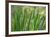 USA, Washington State, Bainbridge Island. Cattails on pond in spring.-Jaynes Gallery-Framed Photographic Print