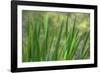 USA, Washington State, Bainbridge Island. Cattails on pond in spring.-Jaynes Gallery-Framed Photographic Print