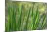 USA, Washington State, Bainbridge Island. Cattails on pond in spring.-Jaynes Gallery-Mounted Photographic Print