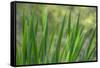 USA, Washington State, Bainbridge Island. Cattails on pond in spring.-Jaynes Gallery-Framed Stretched Canvas