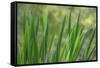 USA, Washington State, Bainbridge Island. Cattails on pond in spring.-Jaynes Gallery-Framed Stretched Canvas