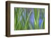 USA, Washington State, Bainbridge Island. Cattails on pond in spring.-Jaynes Gallery-Framed Photographic Print