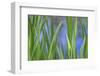 USA, Washington State, Bainbridge Island. Cattails on pond in spring.-Jaynes Gallery-Framed Photographic Print