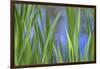 USA, Washington State, Bainbridge Island. Cattails on pond in spring.-Jaynes Gallery-Framed Photographic Print