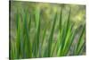 USA, Washington State, Bainbridge Island. Cattails on pond in spring.-Jaynes Gallery-Stretched Canvas