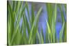 USA, Washington State, Bainbridge Island. Cattails on pond in spring.-Jaynes Gallery-Stretched Canvas