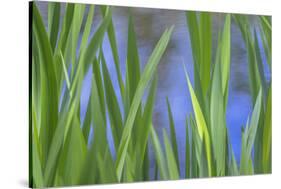 USA, Washington State, Bainbridge Island. Cattails on pond in spring.-Jaynes Gallery-Stretched Canvas