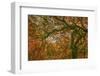 USA, Washington State, Bainbridge Island. Japanese maple tree close-up.-Jaynes Gallery-Framed Photographic Print