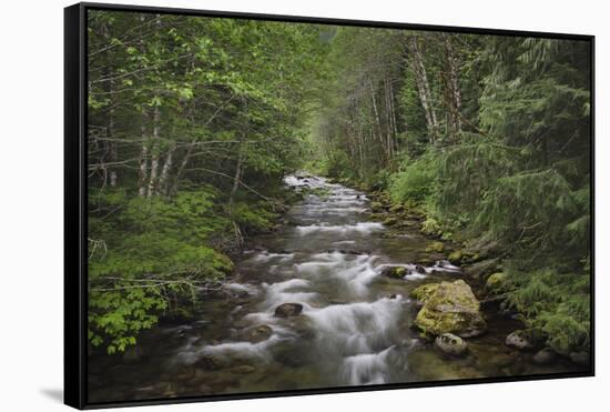 USA, Washington State. Beckler River, Mount Baker Snoqualmie National Forest.-Alan Majchrowicz-Framed Stretched Canvas
